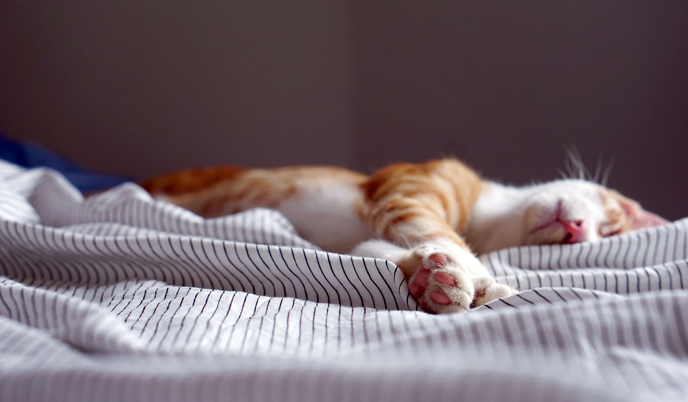 A tabby cat lounging comfortably on a couch, exactly the kind of relaxed cat we love to care for