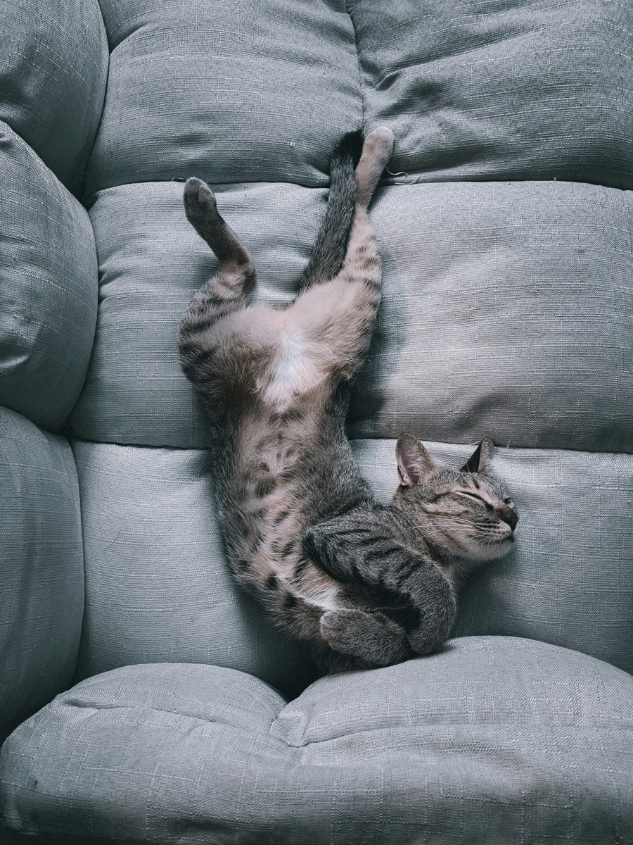 A tabby cat lounging on a couch in a Chicago apartment